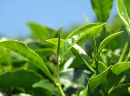 Статья: Зеленый чай помогает справиться с лейкозом