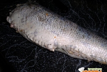 Шаг 2: Добавить в фарш яйцо и …