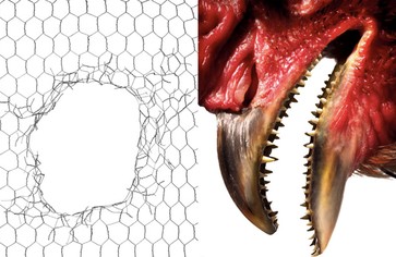 Статья: Биологи вырастили зубастых цыплят-мутантов