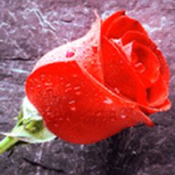 Аватар пользователя IRINA80