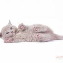 Аватар пользователя *natalya*