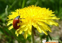 Рецепт: Вино из одуванчиков