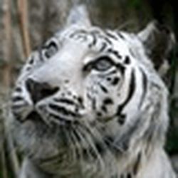 Аватар пользователя morrticrechan