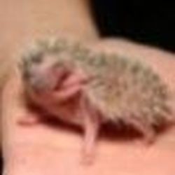 Аватар пользователя Mustafa