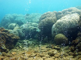 Морские животные исчезнут, как динозавры