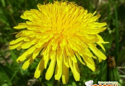 Варенье из одуванчиков