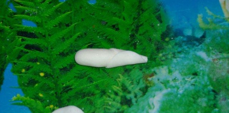 Шаг №4 МК Корзинка с розочками от Annula