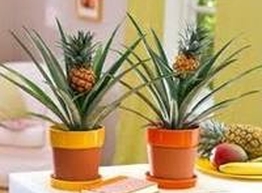 Статья: Ананас на подоконнике
