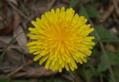 Варенье из одуванчиков №2