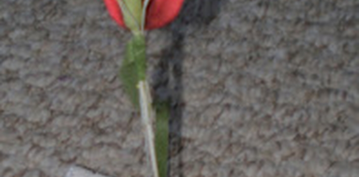 Шаг №10 МК Тюльпан 