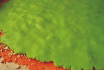 Шаг 4: На красный пласт нанести немножко …