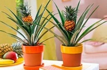 Как вырастить ананас?