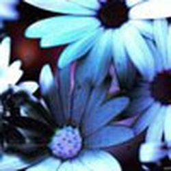 Аватар пользователя Адюл