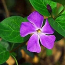 Аватар пользователя Vinka