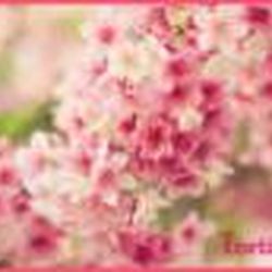 Аватар пользователя Tortinka12