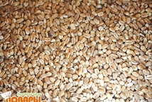 Шаг 1: Пшеницу промываем в теплой воде …