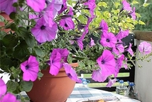 Шаг 3: Прикрыть фольгой, запекать в разогретой …