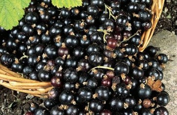 Статья: Черная смородина признана самой полезной для здоровья