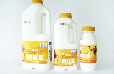 Верблюжье молоко - скоро на полках супермаркетов!