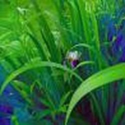 Аватар пользователя Anestezia