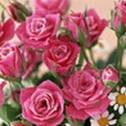 Аватар пользователя Ilonka