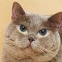 Аватар пользователя Naxsh