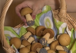 Рецепт: Печенье "Грибочки" 