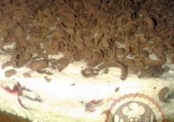 Рецепт: Торт  "Наслаждение"