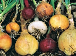 Статья: Виды лука: их различия и как использовать