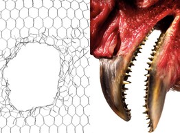 Биологи вырастили зубастых цыплят-мутантов