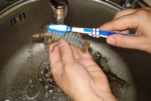 Шаг 2: Итак, берем живых раков и …