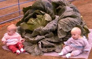 Овощи-гиганты с Аляски