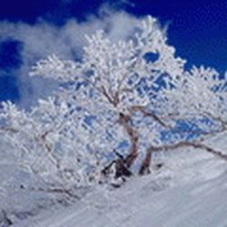 Аватар пользователя Alenuschka