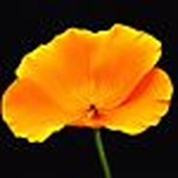 Аватар пользователя Бантик