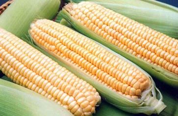 Статья: Удивительные мифы о сладкой кукурузе