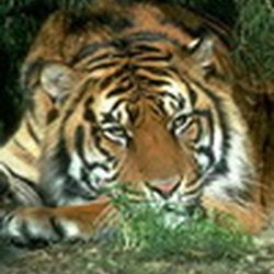 Аватар пользователя balatun75