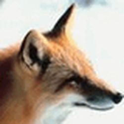 Аватар пользователя ridochetbu