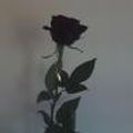 Lesia23
