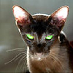 Аватар пользователя detective