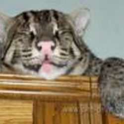 Аватар пользователя tanjavaja