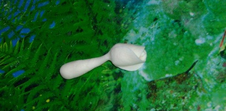 Шаг №9 МК Корзинка с розочками от Annula