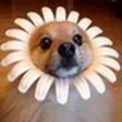 Аватар пользователя baurirengu