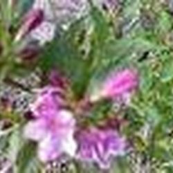 Аватар пользователя MadCat