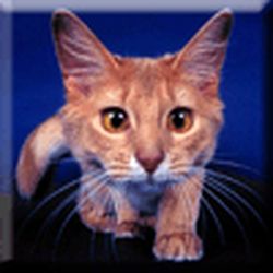 Аватар пользователя brewed-tea