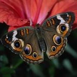 Аватар пользователя Janet9