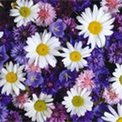 Аватар пользователя &amp;annie*