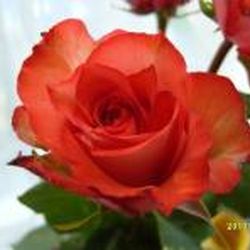 Аватар пользователя Учредительница