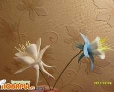 МК Аквилегия от Учредительница