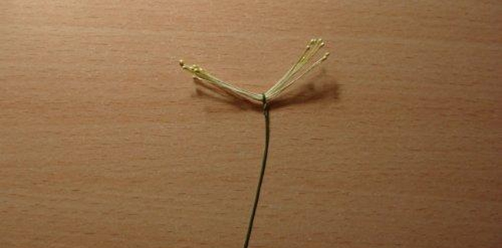 Шаг №1 МК Аквилегия от Учредительница