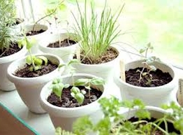 Статья: Огород на подоконнике